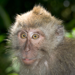 Obraz premium Long tailed macaque