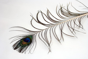 single peacock plume on white background