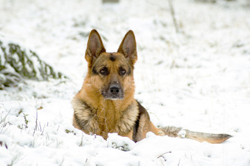 Germany sheep-dog laying in the winter forest
