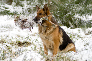 Germany sheep-dog sitting in the winter forest