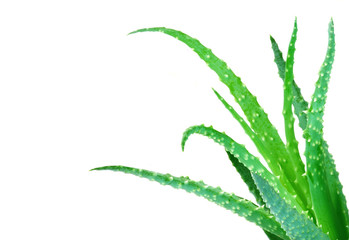 Aloe vera cactus fresh green leaves isolated