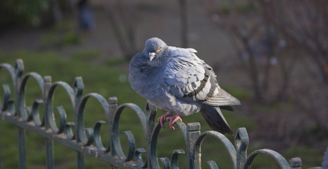 pigeon paris
