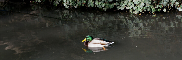 canard