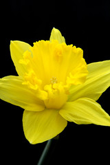 Fototapeta premium Yellow Lily
