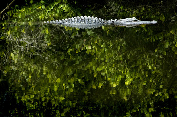 Wild Alligator in Water, Florida Everglades National Park