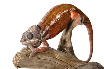 Papier Peint photo Lavable Caméléon colorful male chameleon