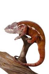Photo sur Plexiglas Caméléon colorful male chameleon