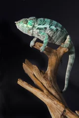 Cercles muraux Caméléon colorful male chameleon