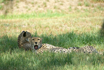 Fototapeta na wymiar two cheetahs lay and relax in the shade