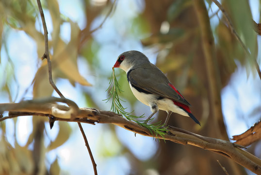 a rare and endangered diamond firetail 