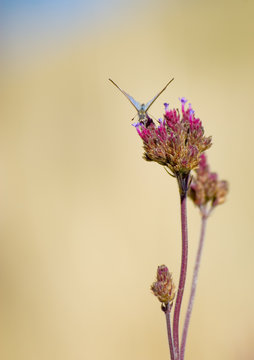  a small butterfly or moth  on a flower