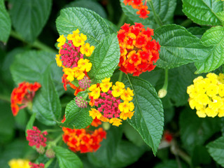 Fototapeta premium fleurs de lantana