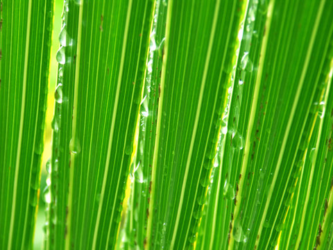 gouttes de pluie &agrave; travers les lamelles d'une feuille de palmier