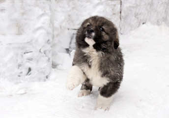 beautiful pedigreed puppy of the sheepdog