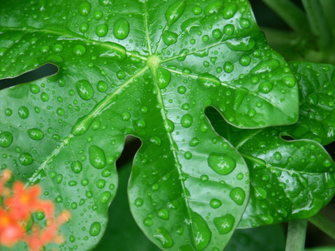 feuille de jatropha sous la pluie