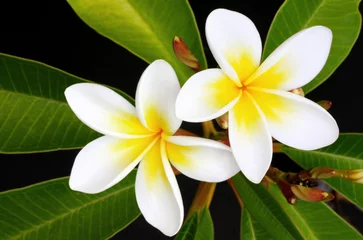 Photo sur Plexiglas Frangipanier Fleurs tropicales glorieux de frangipanier (plumeria)