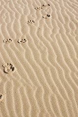 Fototapeta na wymiar animal Footprint on the beach