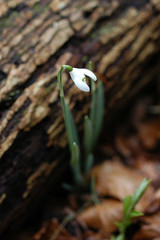 Single Snowdrop