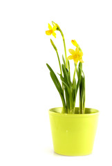 lemon colored pot with daffodils