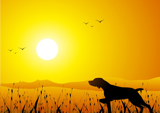 Hunter dog at sunset