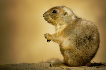 cute prairie dog