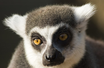 cute ring-tailed lemur