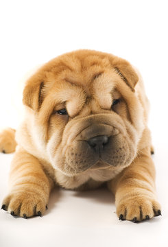 Shar Pei Puppy Images – Browse 9,839 Stock Photos, Vectors, and Video |  Adobe Stock