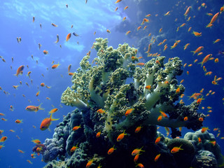 Underwater landscape with Scalefin Anthias and soft coral.