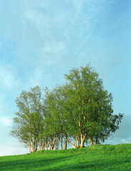 Nice clumb of green trees, fresh grass and blue cloudy sky