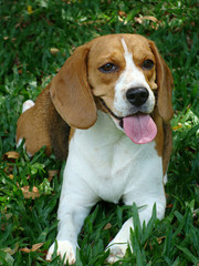 female beagle dog