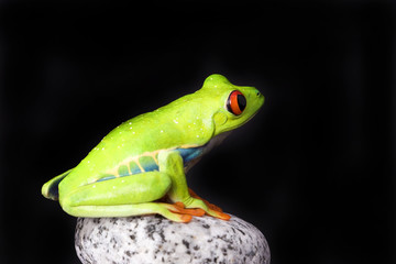 frog macro - a red-eyed tree frog isolated on stones