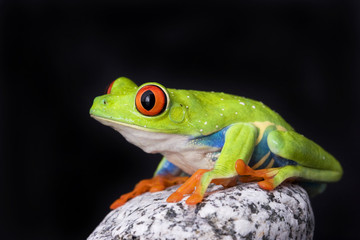 frog macro - a red-eyed tree frog isolated on stones