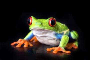 frog macro - a red-eyed tree frog isolated on black