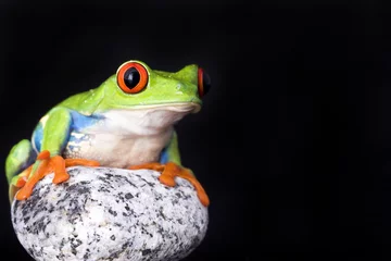 Crédence de cuisine en verre imprimé Grenouille frog macro - a red-eyed tree frog isolated on stones