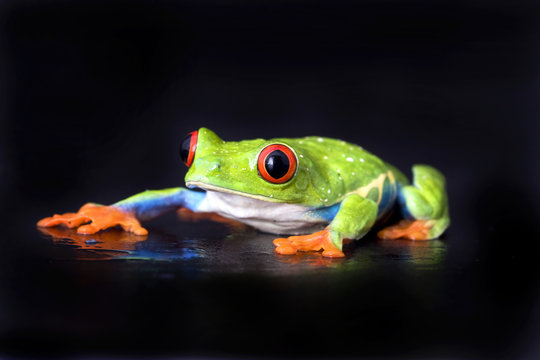 frog macro - a red-eyed tree frog isolated on black