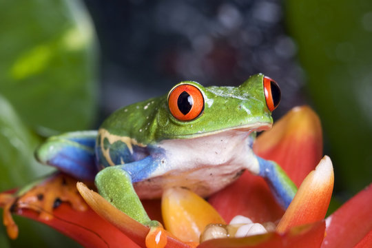frog macro - a red-eyed tree frog isolated on flower