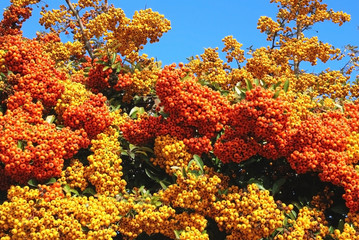pyracantha