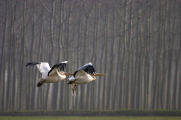 Pellicani