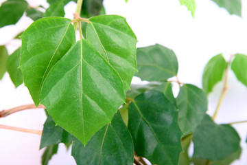 a little green branch of home birch