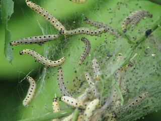 Chenilles à l'oeuvre