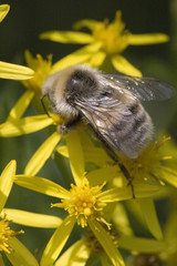 Bee on flower