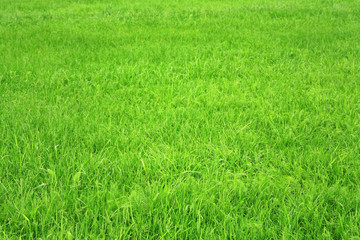 Grass background