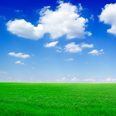 Fototapeta na wymiar field, blue sky and white clouds landscape