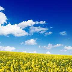 Naklejka premium Yellow field and the blue sky
