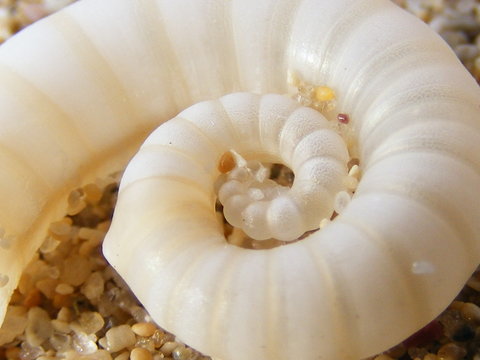 beige spiral shell