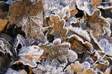 Feuille et givre