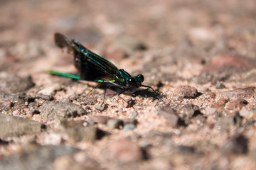 a beautiful green and black damselfly