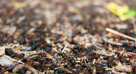anthill of close-up