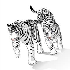 tigri_bianche_con_ombra