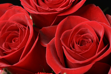 very beautiful passion red roses